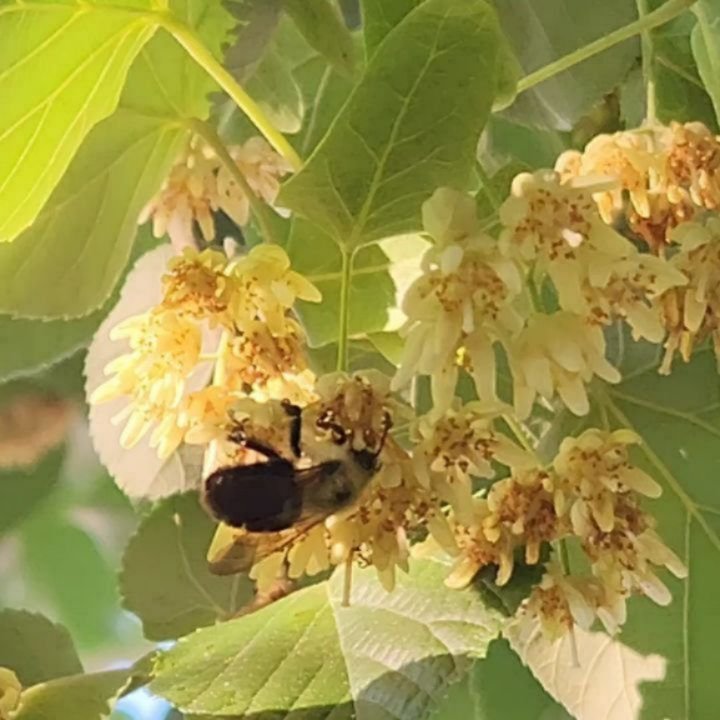 - LINDEN - LINDEN -&nbsp; LINDEN -&nbsp;

We visited a local Linden tree this week and picked some of these beautiful aromatic blossoms. This is Tilia cordata, which is a Eurasian variety, also called Small-leaved Linden in some places, as the leaves