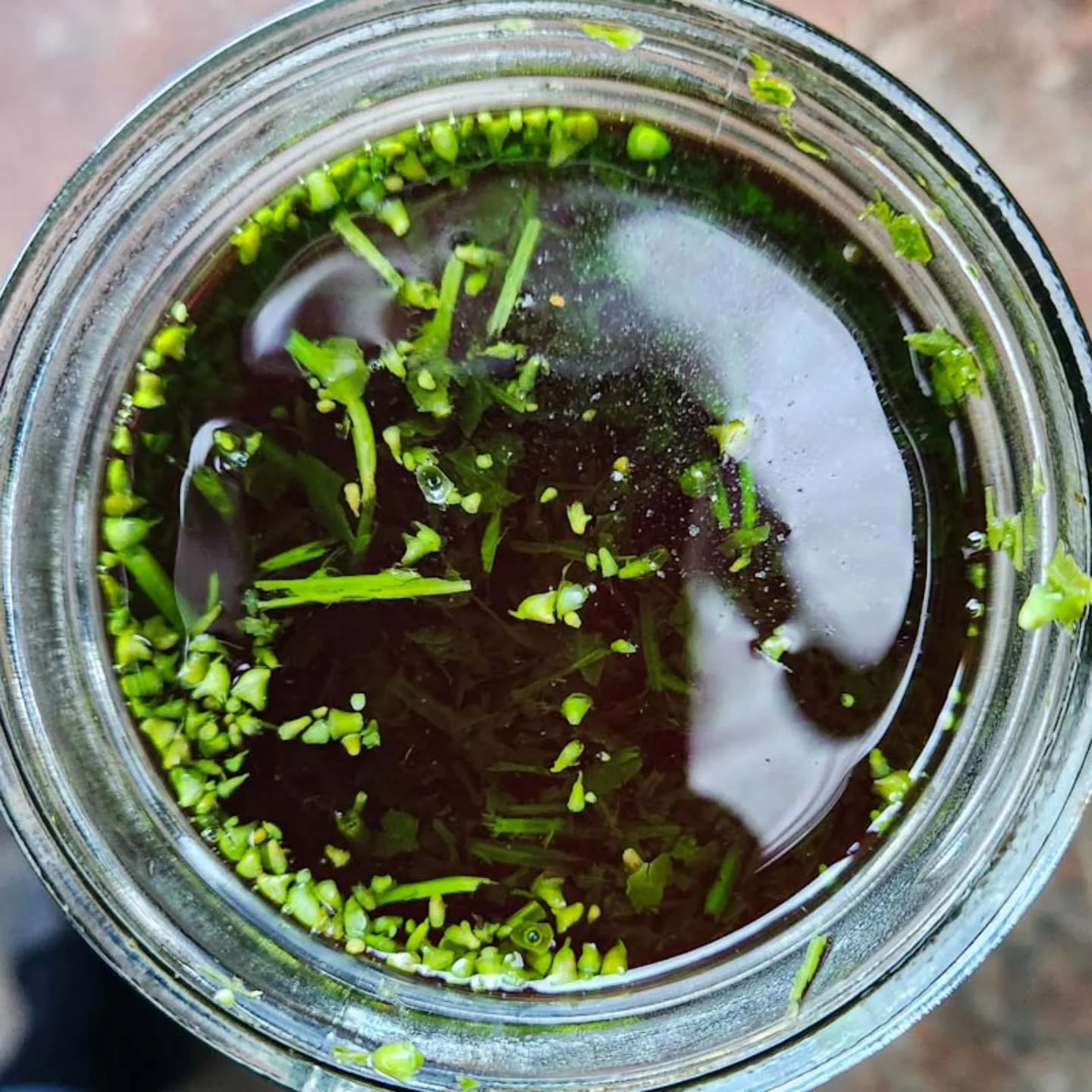 Check out the color on this fresh Skullcap tincture after only one day of maceration! Skullcap (Scutellaria lateriflora) is one of the herbs we always tincture fresh. It has a high volume to weight ratio, meaning that it can be challenging to fit bot
