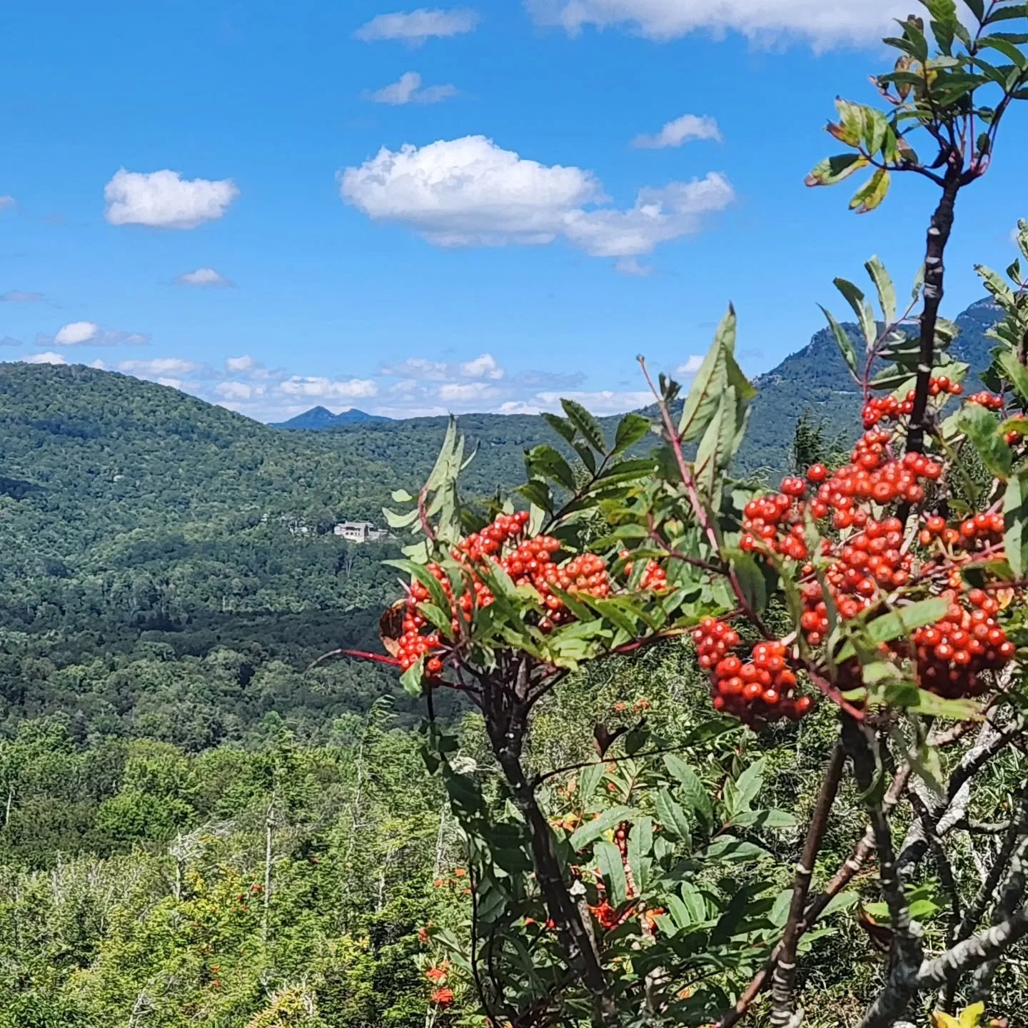Today is the last day to enroll in the self-paced version of our Fundamentals of Community Herbalism course. Who might you meet at Terra Sylva? We draw together a network of community-minded students who want to practice socially engaged herbalism, w