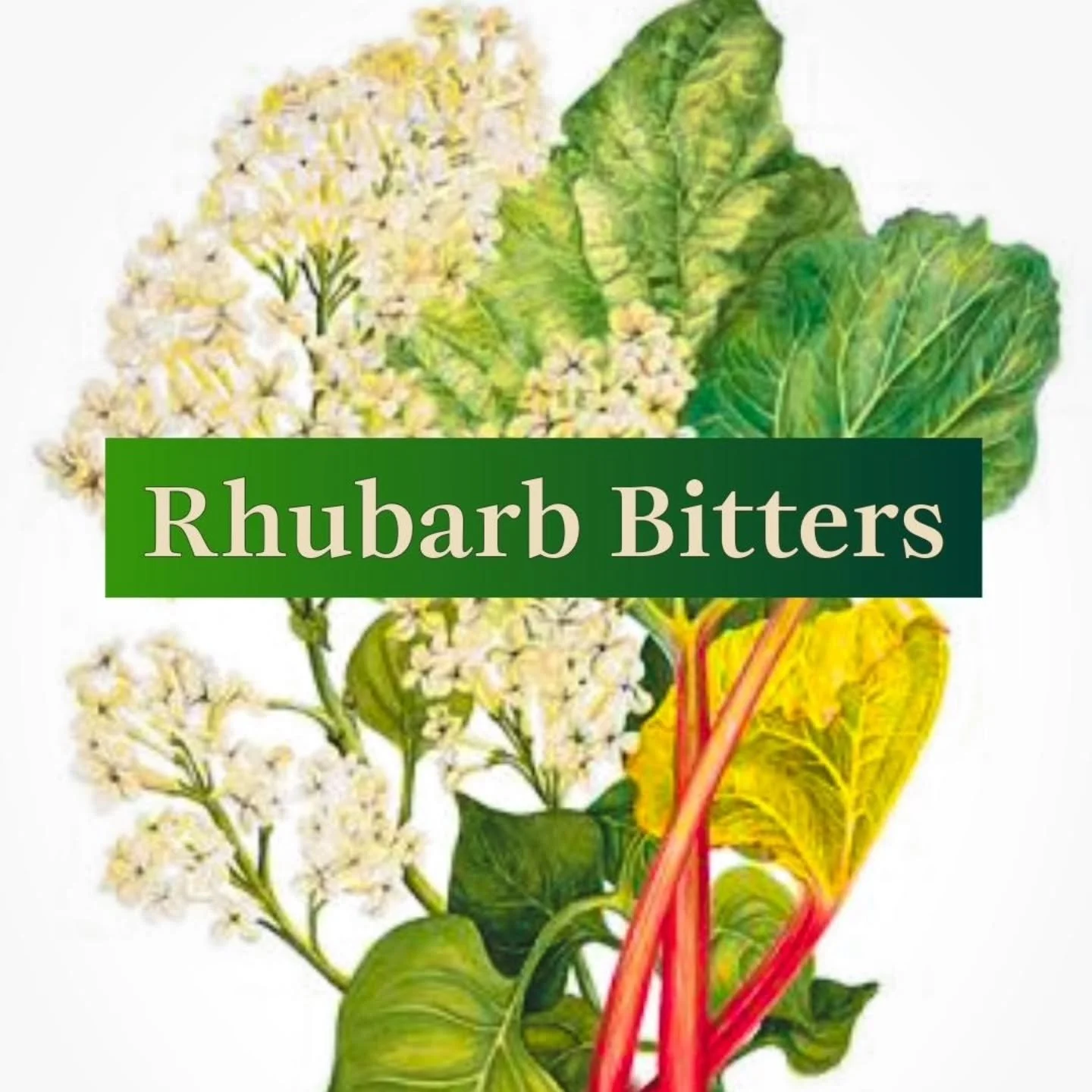 🌿 RHUBARB&nbsp;🌿

For over a decade, digestive bitters have been enjoying a resurgence&mdash;showing up in cocktails and mocktails, or taken on their own as tinctures and liqueurs. For community and clinical herbalists, this presents an opportunity