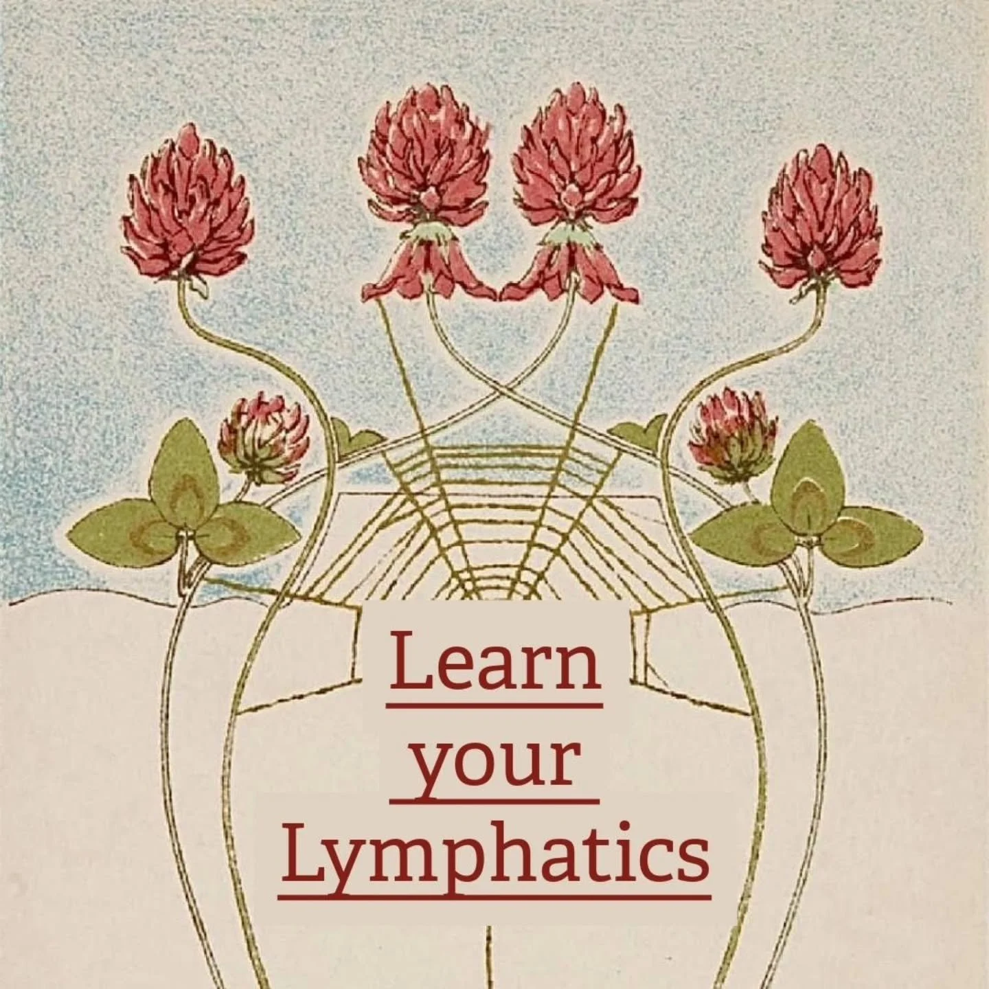 -- - LEARN YOUR LYMPHATICS - - 
🍀 
While we may end up thinking about our lymphatic health more often in the winter, when we want to support our immune systems, spring is a traditional time to support the lymphatic systems. Spring brings mineral ric