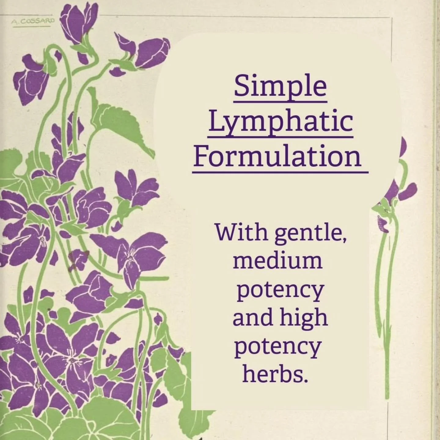 It is relatively easy to learn to work with all kinds of lymphatic herbs, from the gentle to the high potency, low dose lymphatics.

With gentle lymphatics like Red Clover, Violet, Chickweed and Cleavers, you can pick the herbs fresh, throw them in a