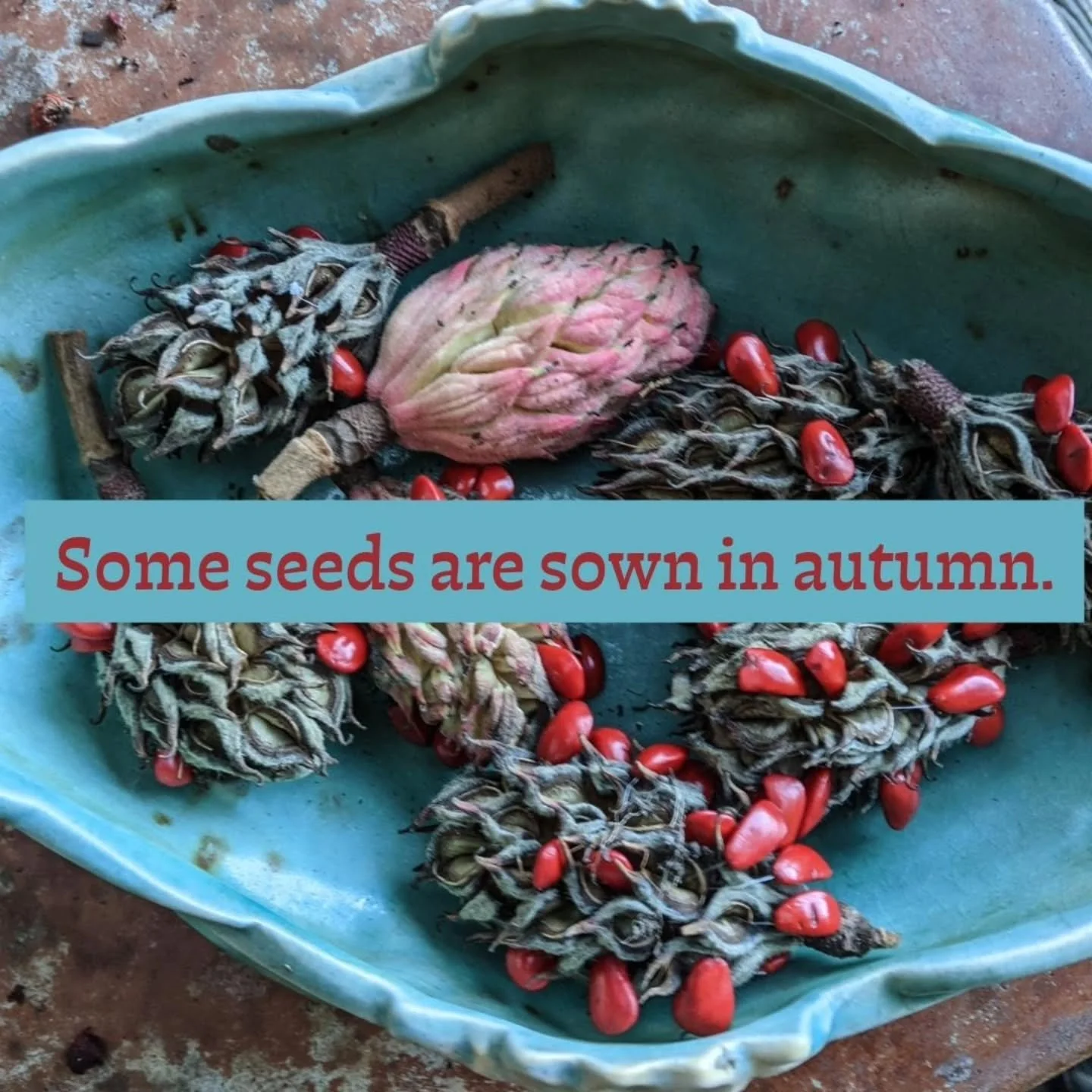 READY TO GROW YOUR HERBAL PRACTICE?

🌱

Despite the heat of&nbsp; mid-August we are beginning  to see hints of fall here in Southern Appalachia. Much of herbaceous layer of the forest is yellowing and dying back. Perennial herbs ripen their seeds an