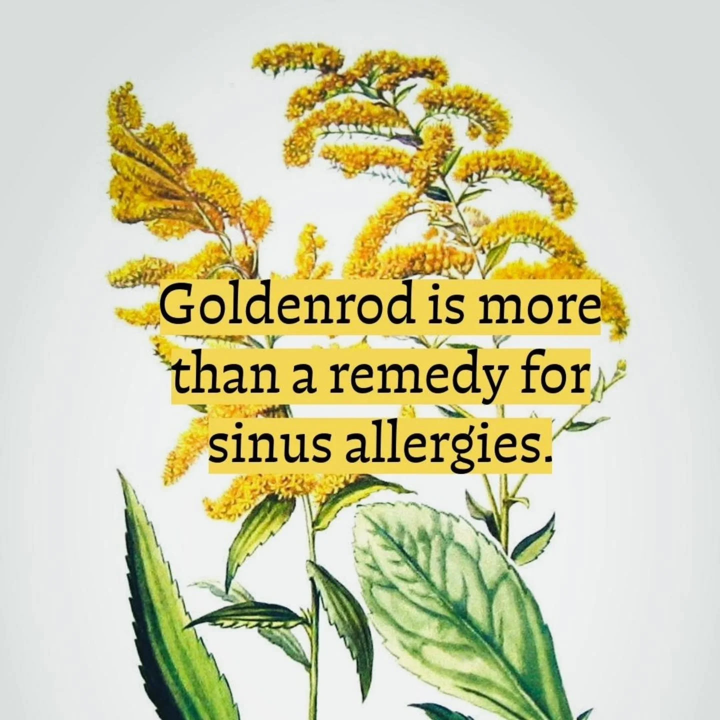 Goldenrod is one of the botanical stars of late summer. There are 115 known species of Solidago native to Turtle Island. While some attribute late summer allergies to this solar beauty, most who suffer during this season are actually allergic to Ragw