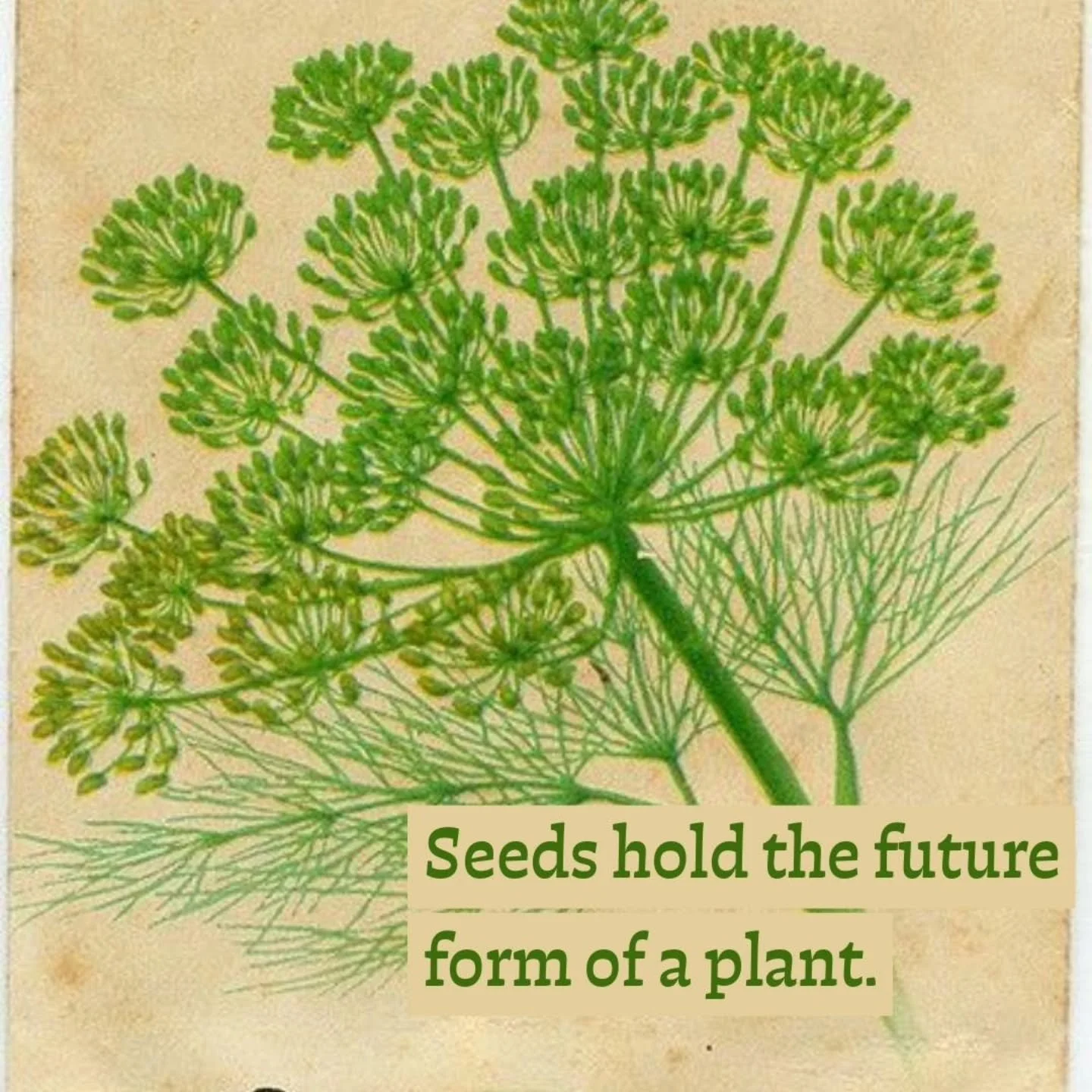 Poets, activists, artists, propagandists, song writers, so many of us have found inspiration in the humble seed. So much packed into that small packet of genetic information and nutrients. They hold promise. They hold potential. Many of the most enor