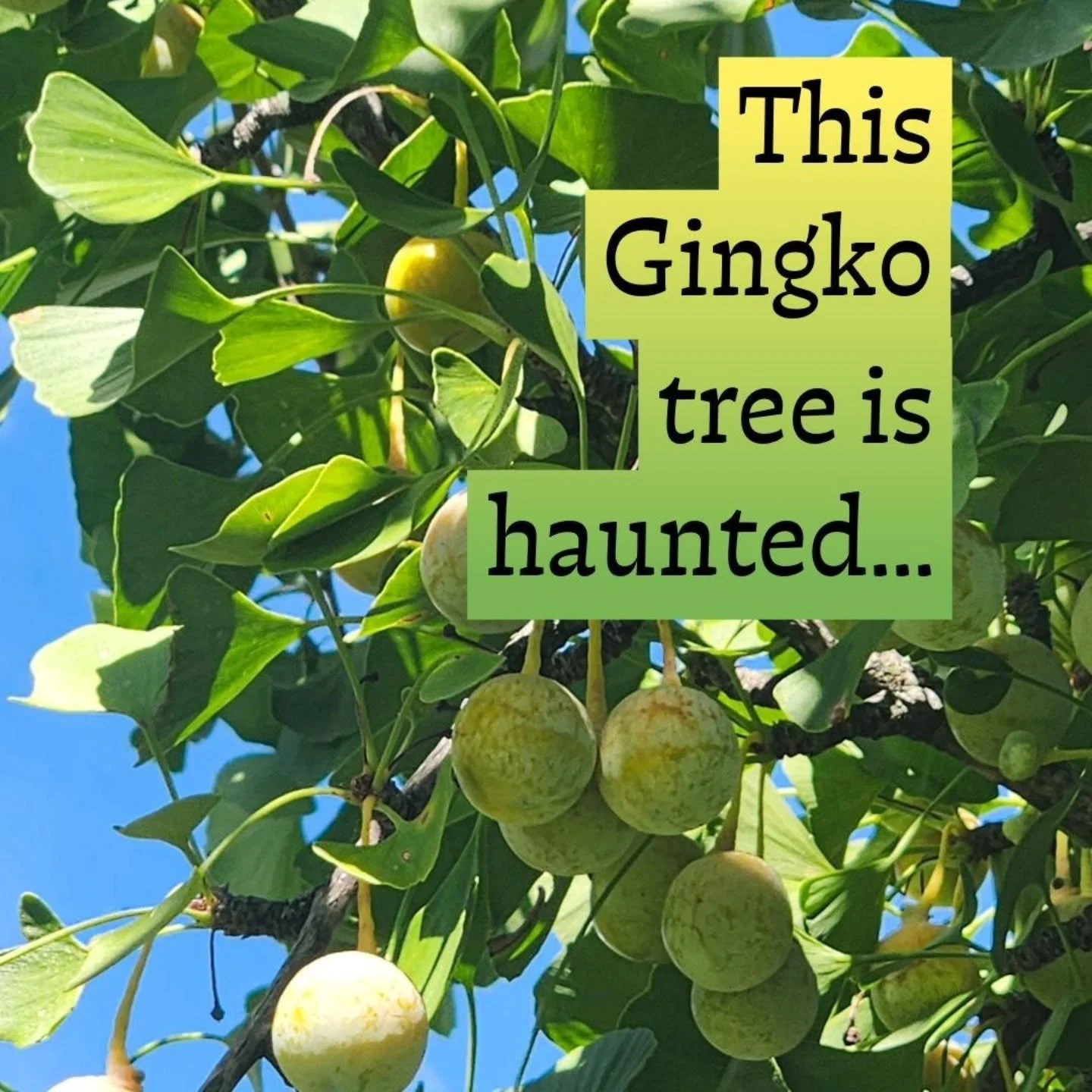 GINKGOS REMEMBER 

Recently, we came across an ornamentally planted Gingko tree bearing fruit! This was a somewhat young tree so I was surprised to see this as city planters prefer planting male trees to avoid the abundance of rotting fruit that smel