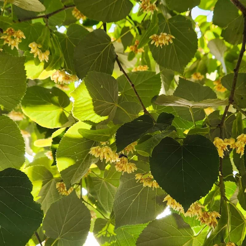 Linden Love