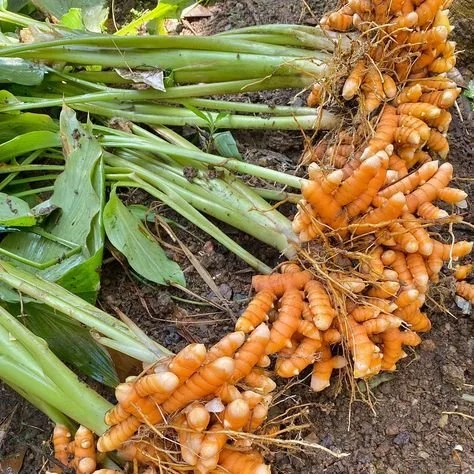 Can Medicinal Foods Be Harmful? Garlic and Turmeric