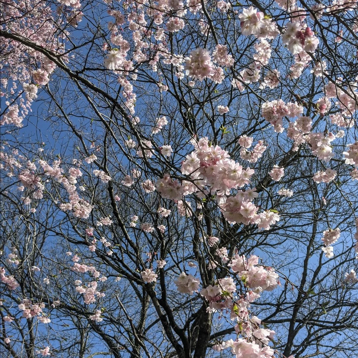 Are Cherry, Peach, and Hawthorn dangerous?