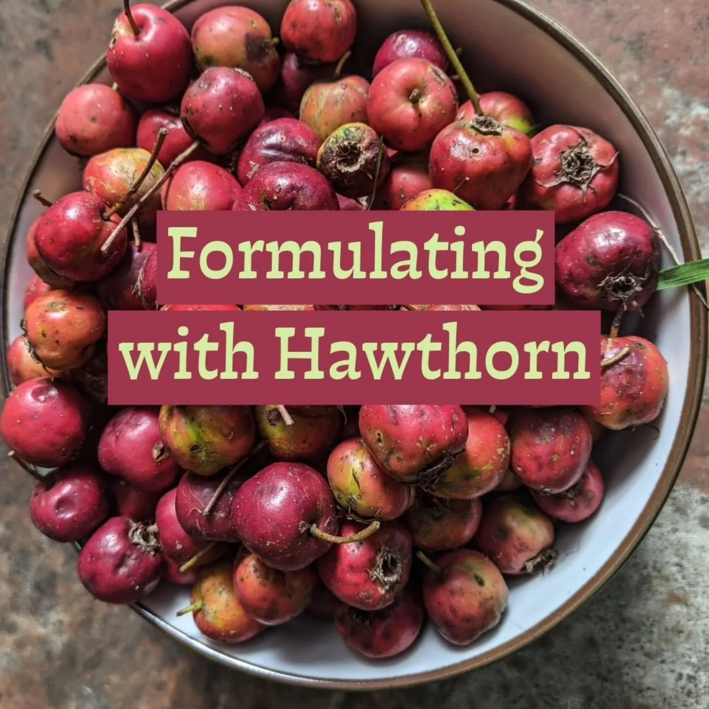 FORMULATING WITH HAWTHORN

Hawthorn is an iconic tree and medicine, well-loved in many cultures in the temperate regions of the world. Hawthorn berries are more like little apples than berries. When we are working with the fruit, Hawthorn is more on 