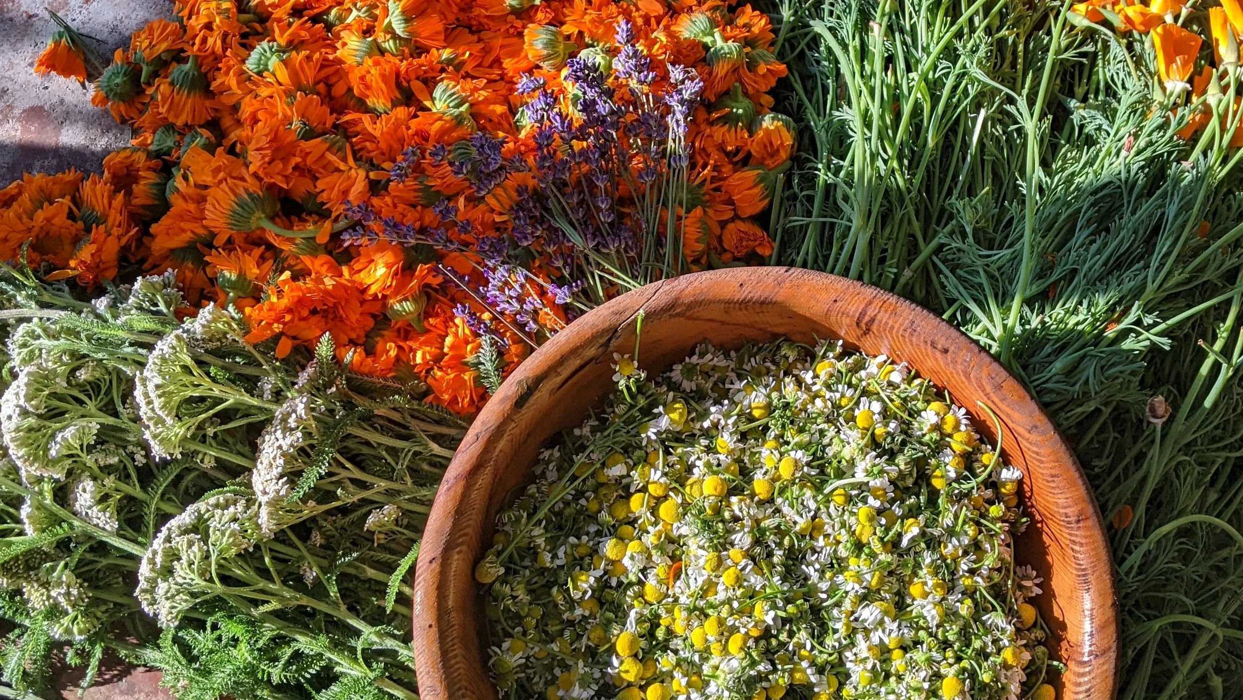 Foundations of Herbal Practice