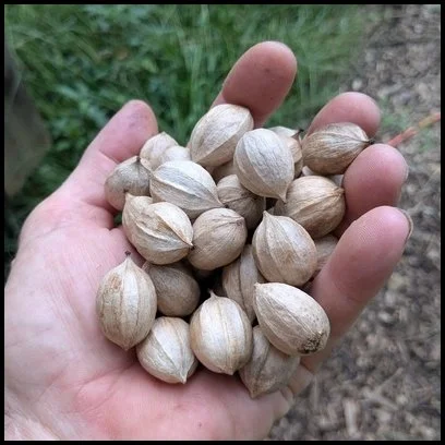 shagbark hickory - seed (#2)