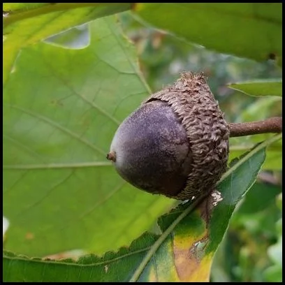 swamp white oak