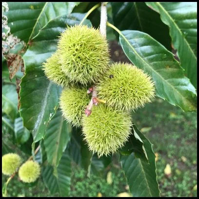 Chinese chinkapin (C. henryi)