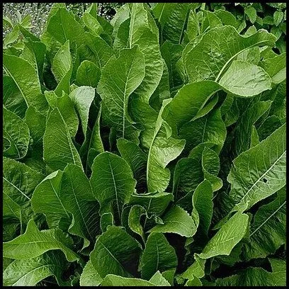 horseradish - root cuttings (#3)