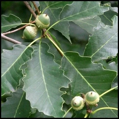 chinkapin oak