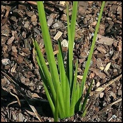 American calamus (#4)