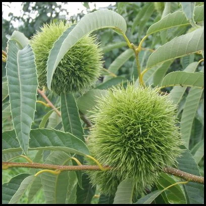 Japanese chestnut (C. crenata)