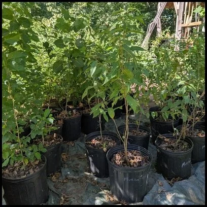 potted trees/shrubs (LOCAL PICKUP ONLY)