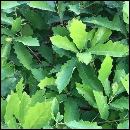 dwarf chinkapin oak
