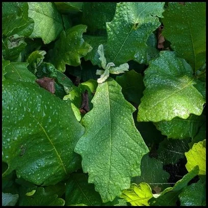 hybrid oaks (#1)