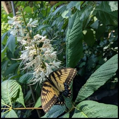 bottlebrush buckeye