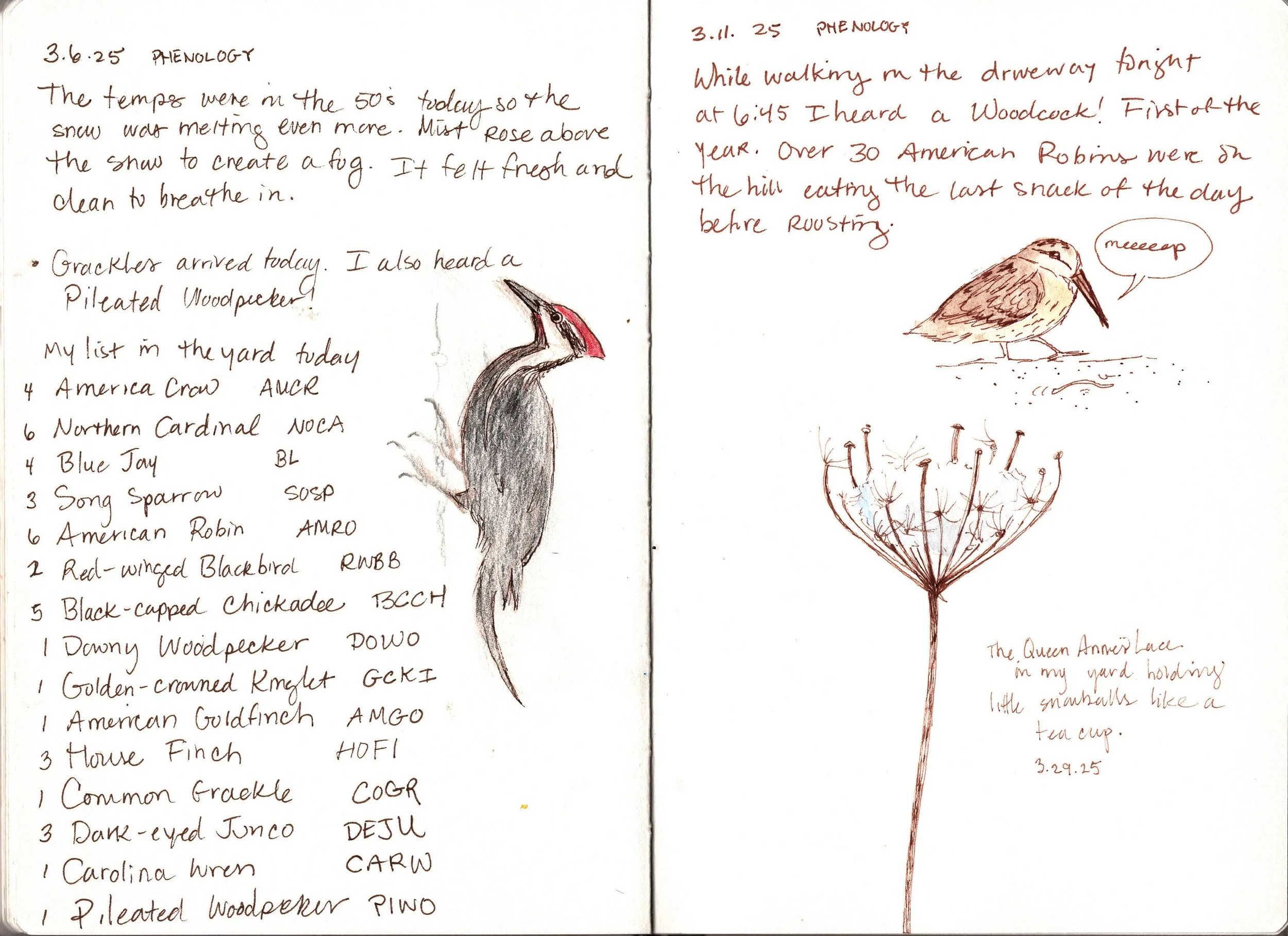 March Phenonlogy  © Rebekah Lowell