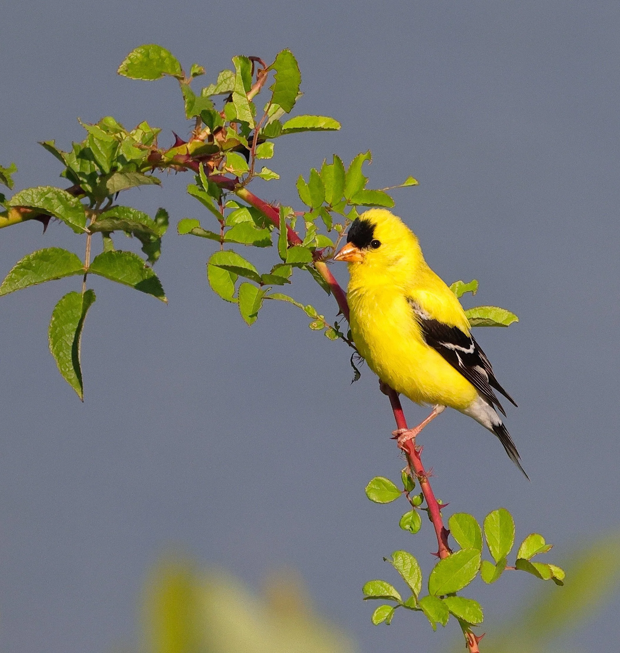 Mindful Birding in the Gardens