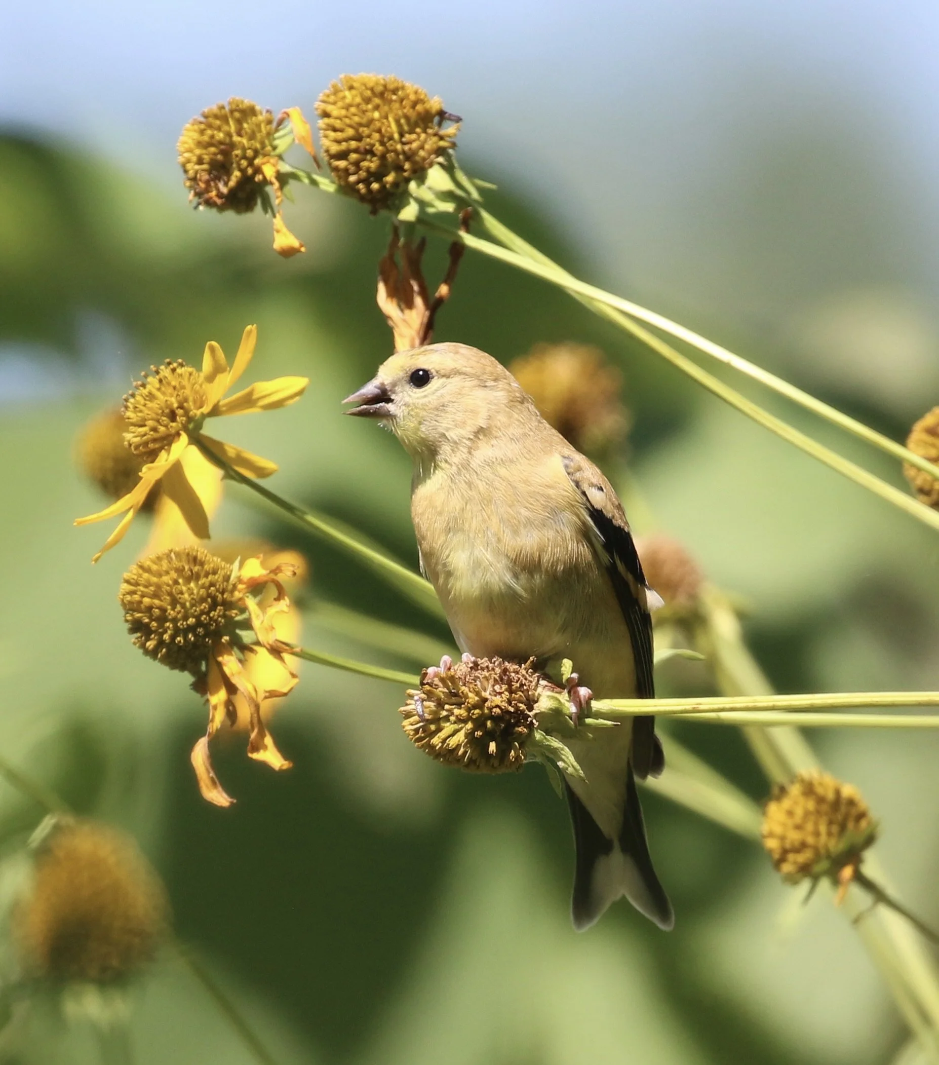 Mindful Birding at Stoneleigh Gardens