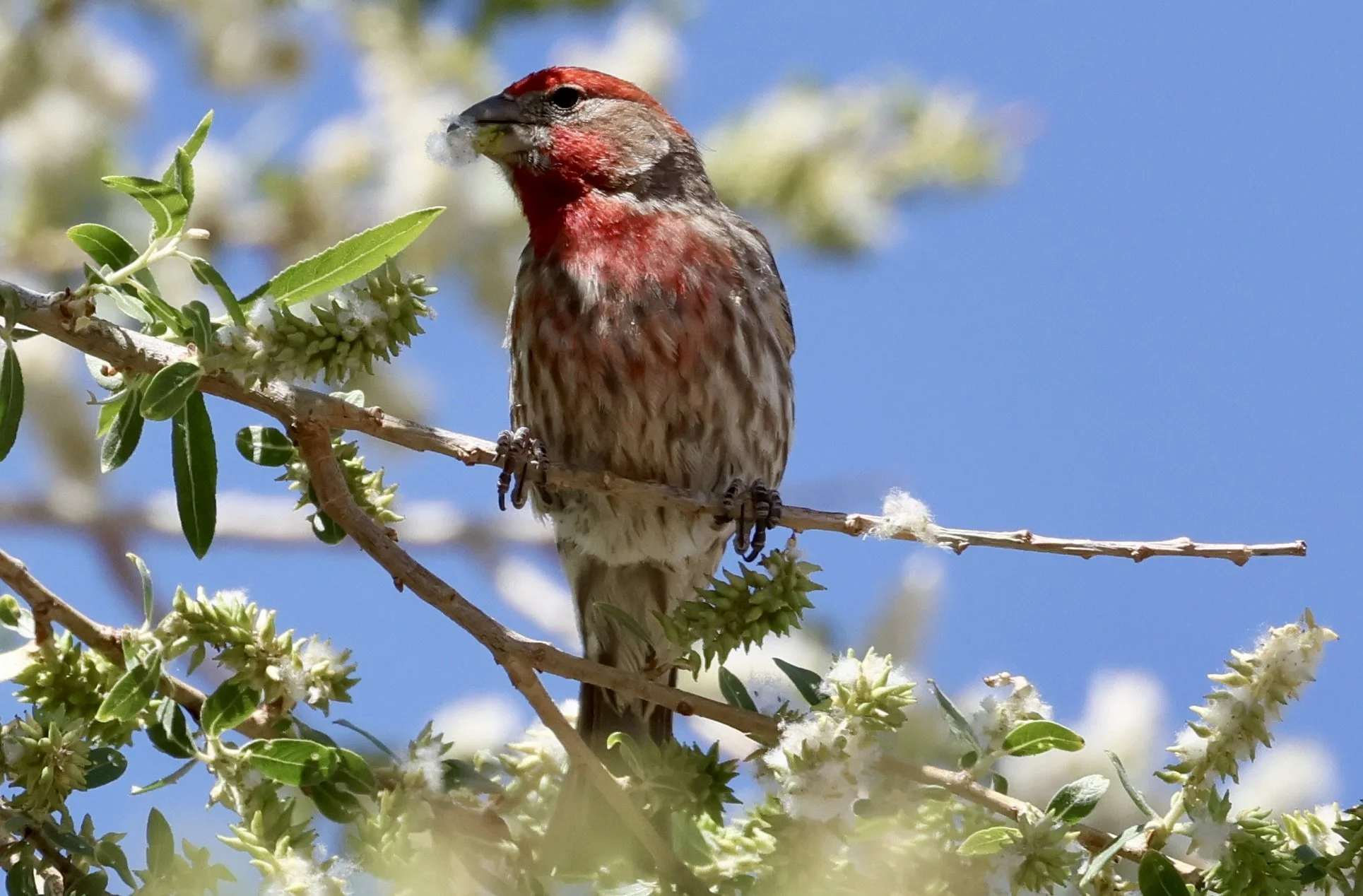 Slow Birding at the Extension Gardens