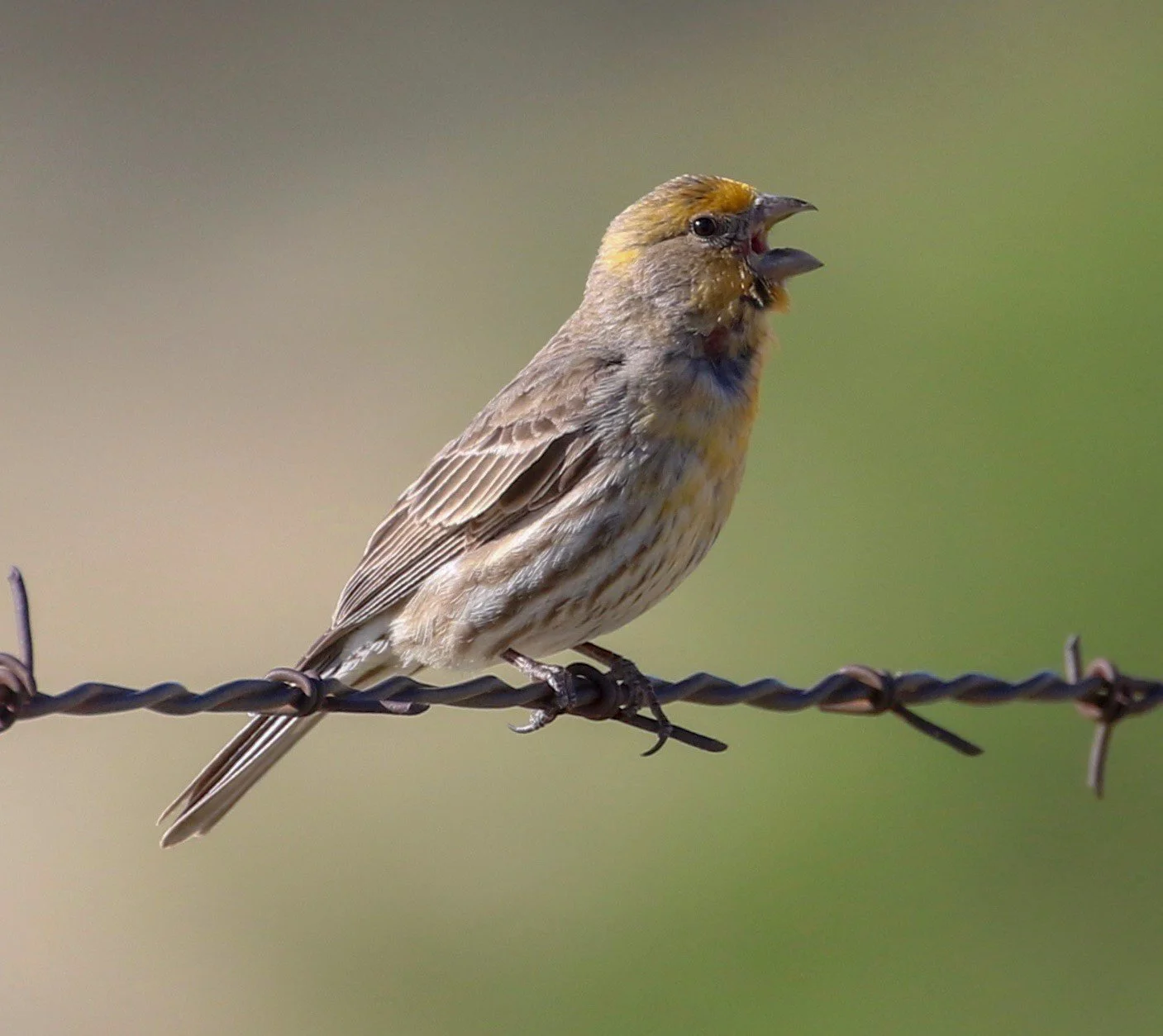 Slow Birding at the Extension Gardens
