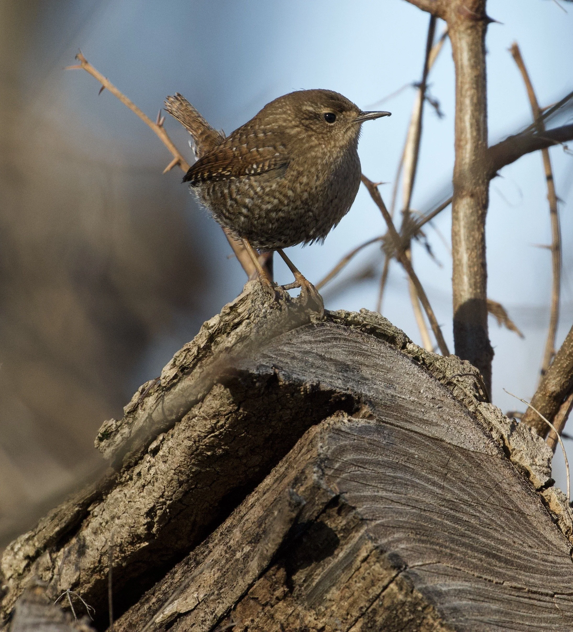 From Steve Patterson: Poems at the Confluence of Birds and Awareness