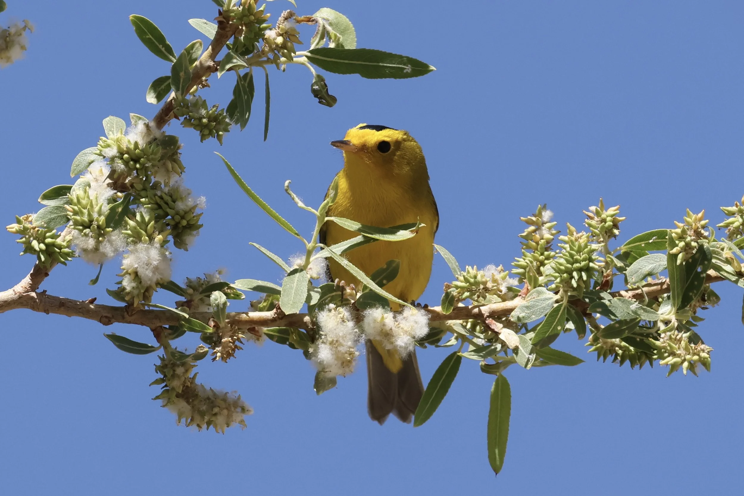 Slow Birding at the Extension Gardens
