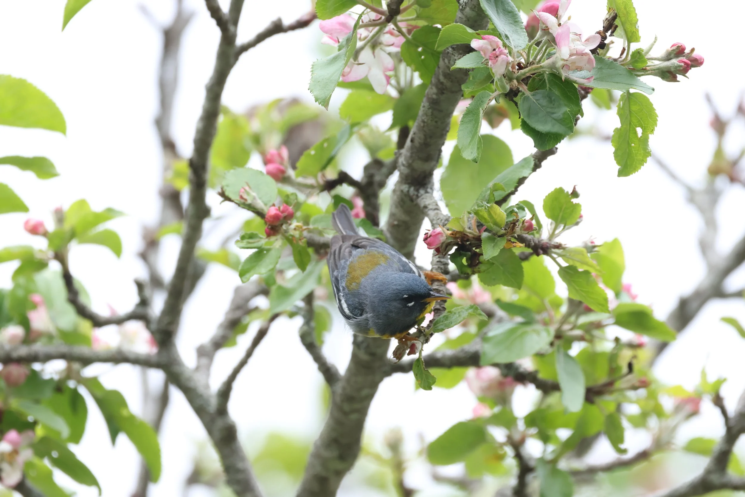 Mindful Birding on Earth Day