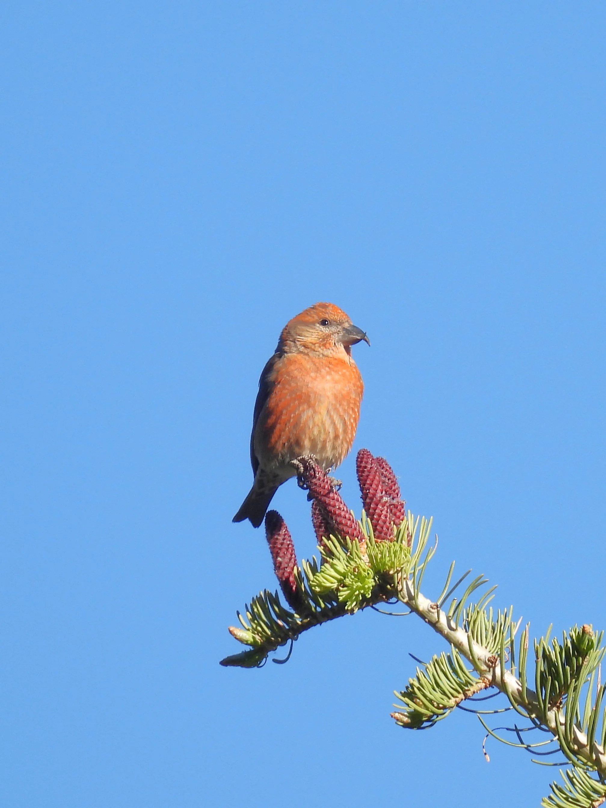 Introduction to Mindful Birding