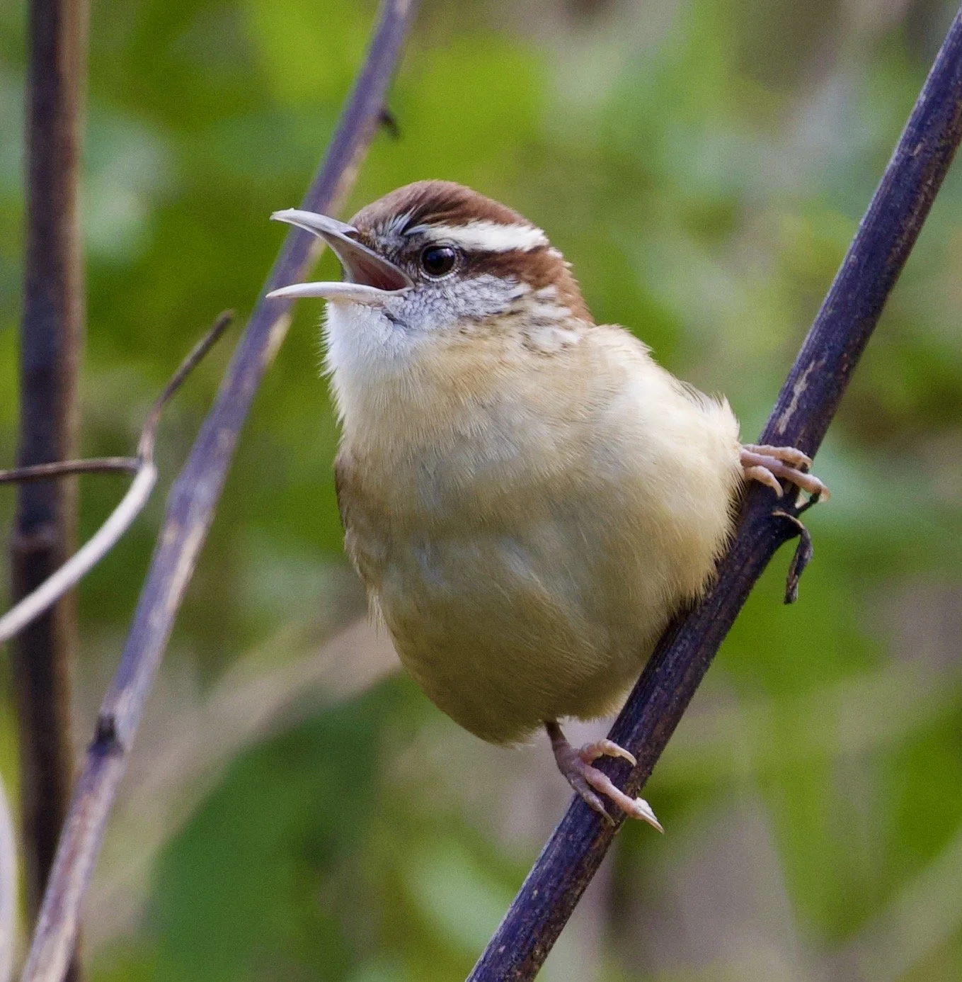 Mindful Birding Keynote by Steve Patterson : Blue Wall Birding Festival