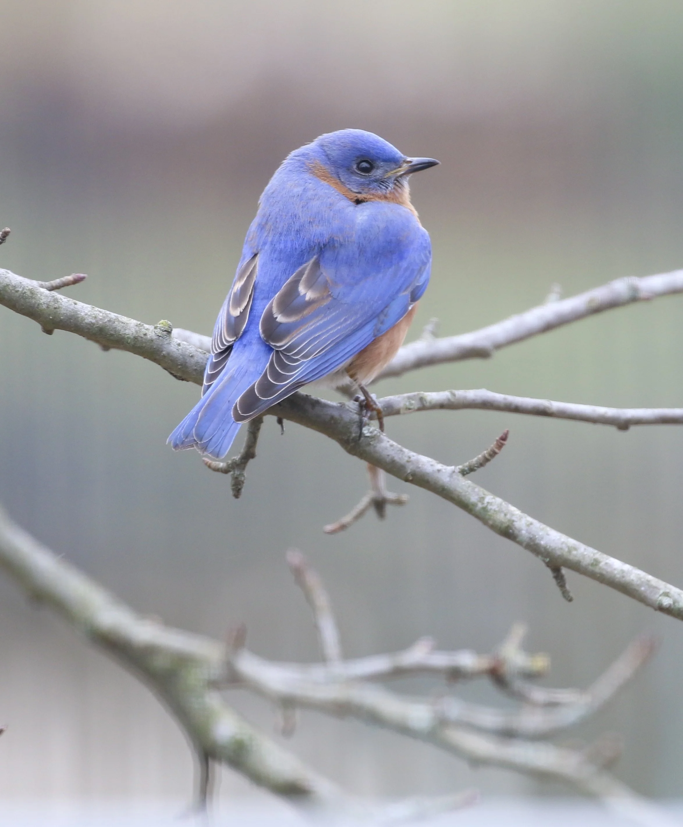 Mindful Birding at Valley Forge National Historic Park