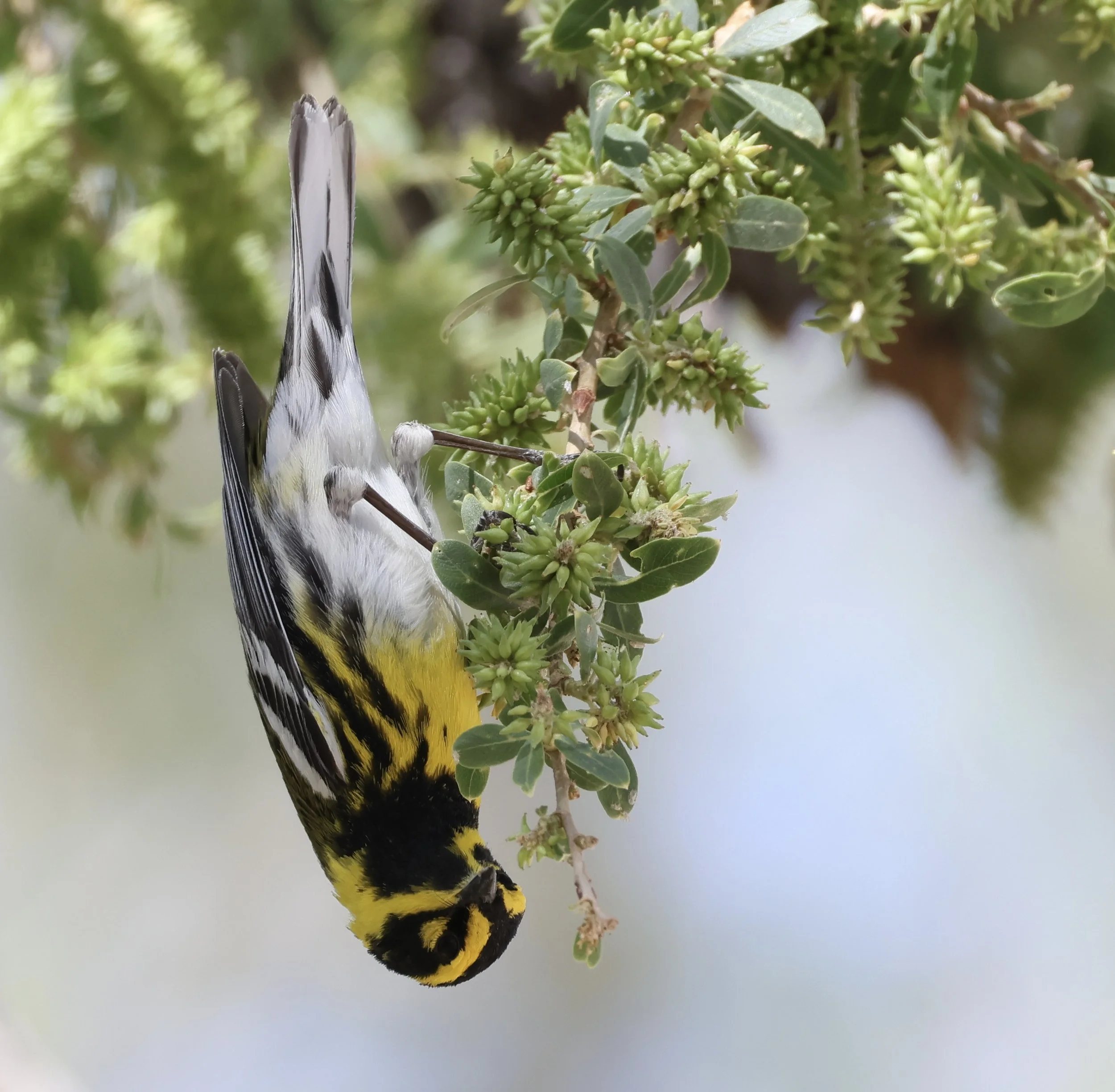 Mindful Birding at Bosque del Apache NWR