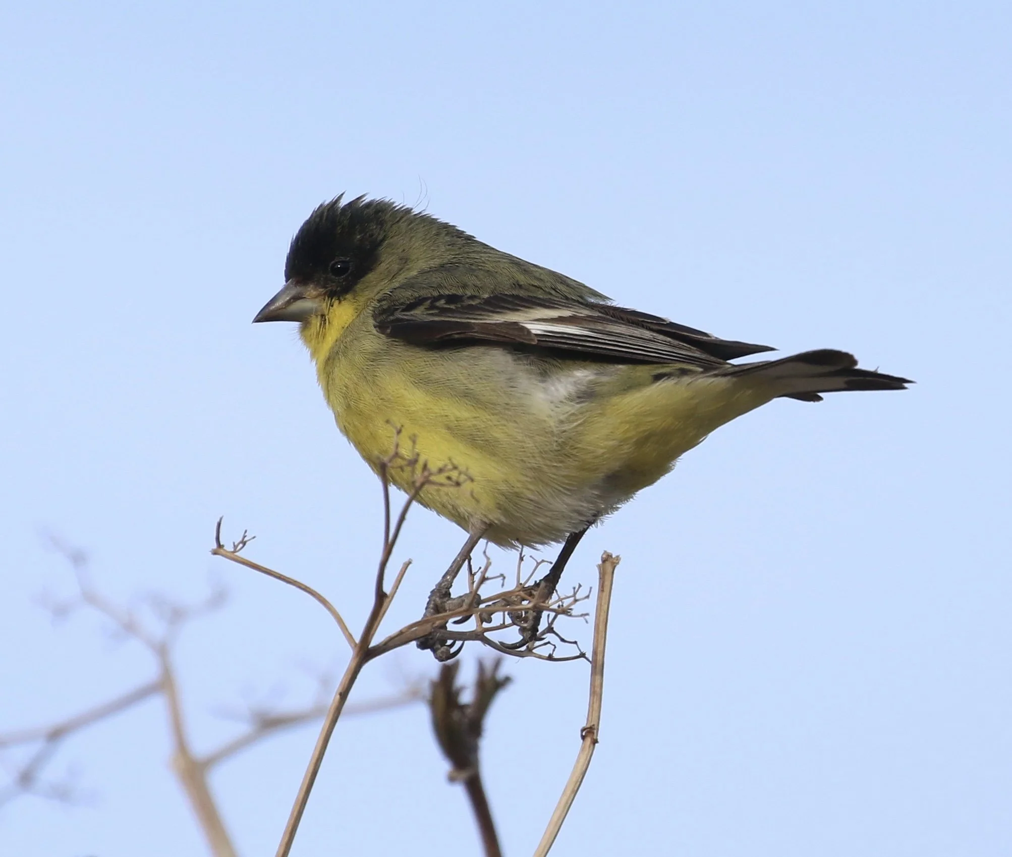 Mindfulness and Birding