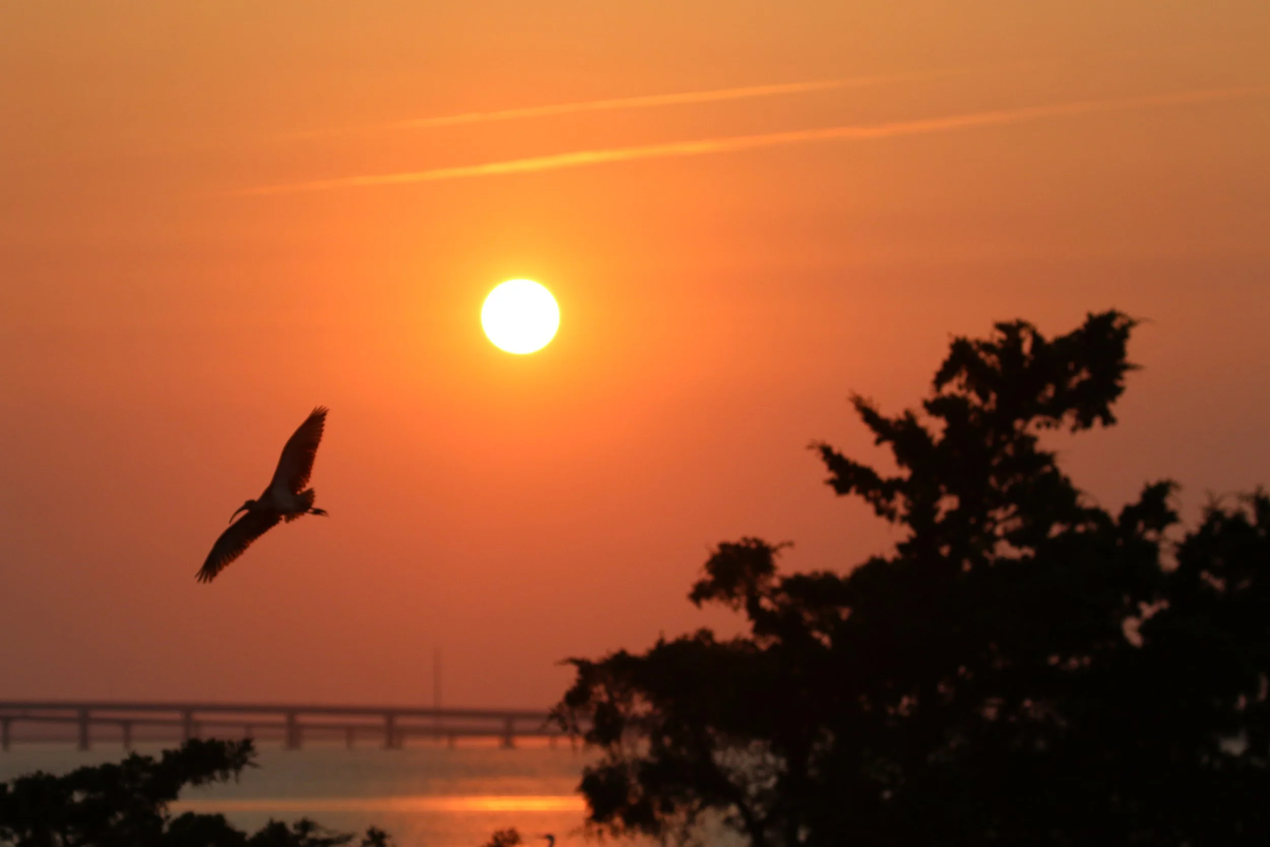 Mindful Birding at Dusk 