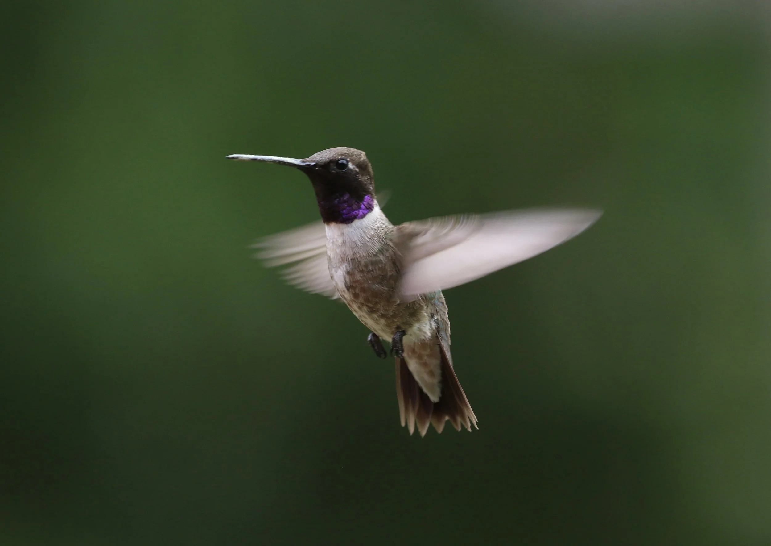 Mindful Birding at Southeast Arizona Birding Festival