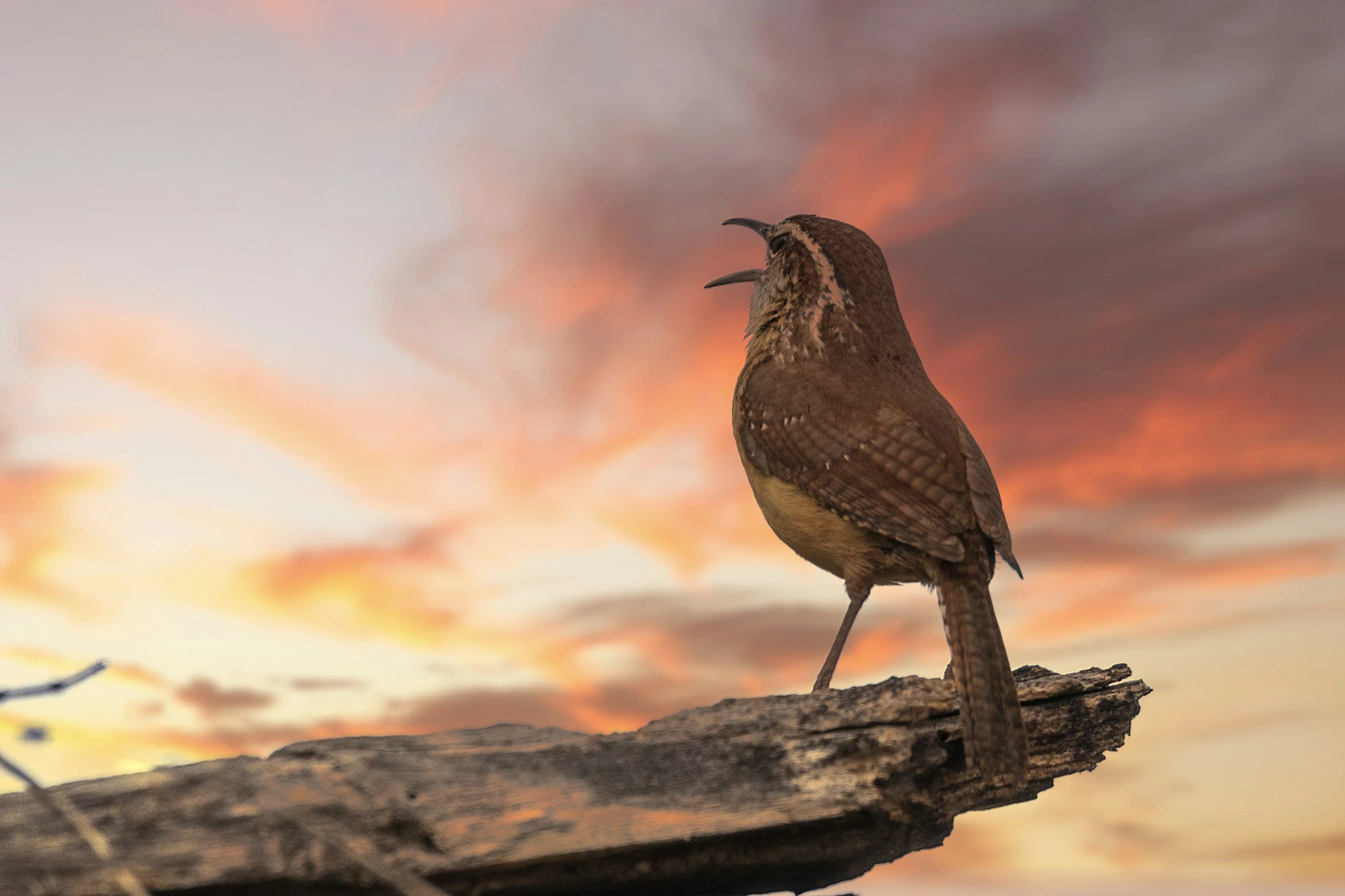 Mindful Birding at Dusk