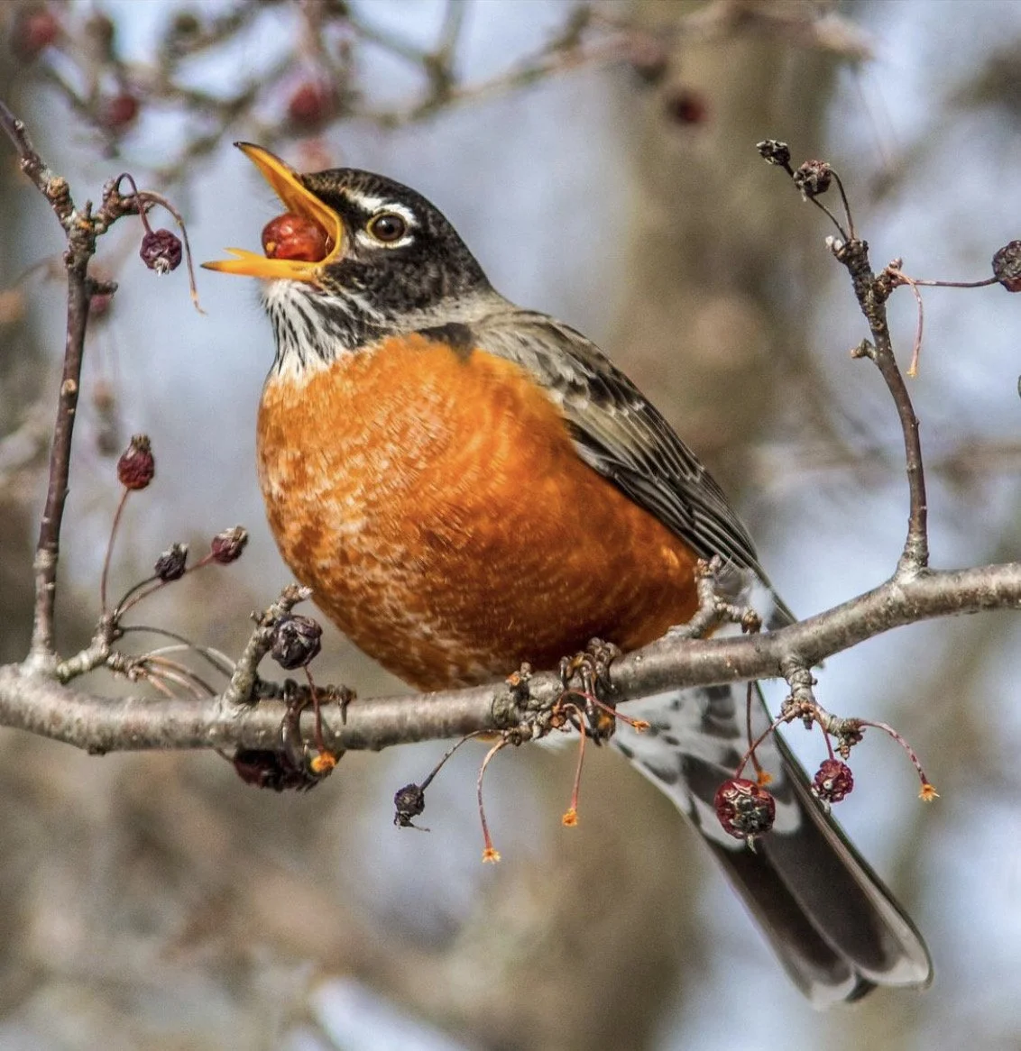Mindful Birding at Stoneleigh Garden