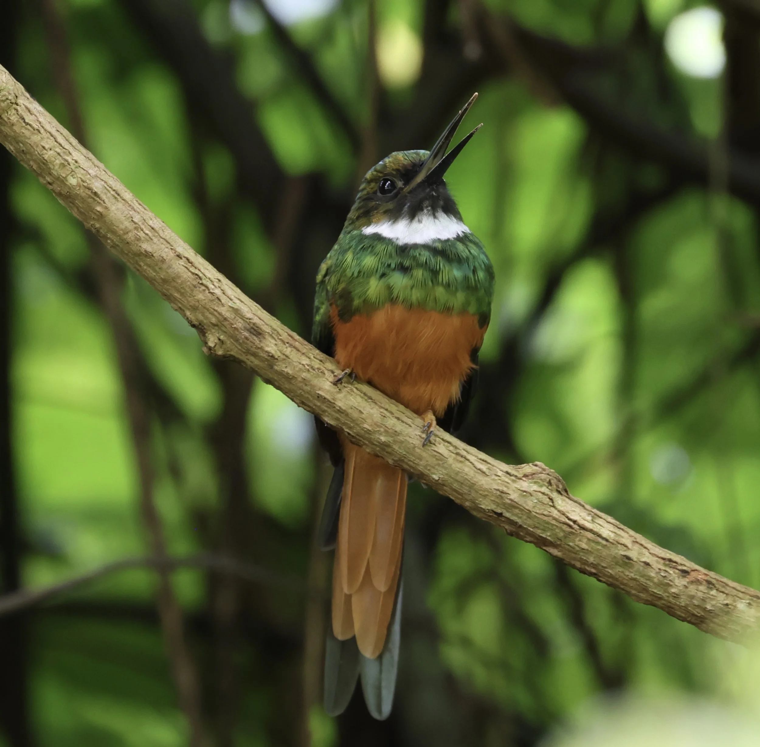 Belize Mindful Birding Retreat