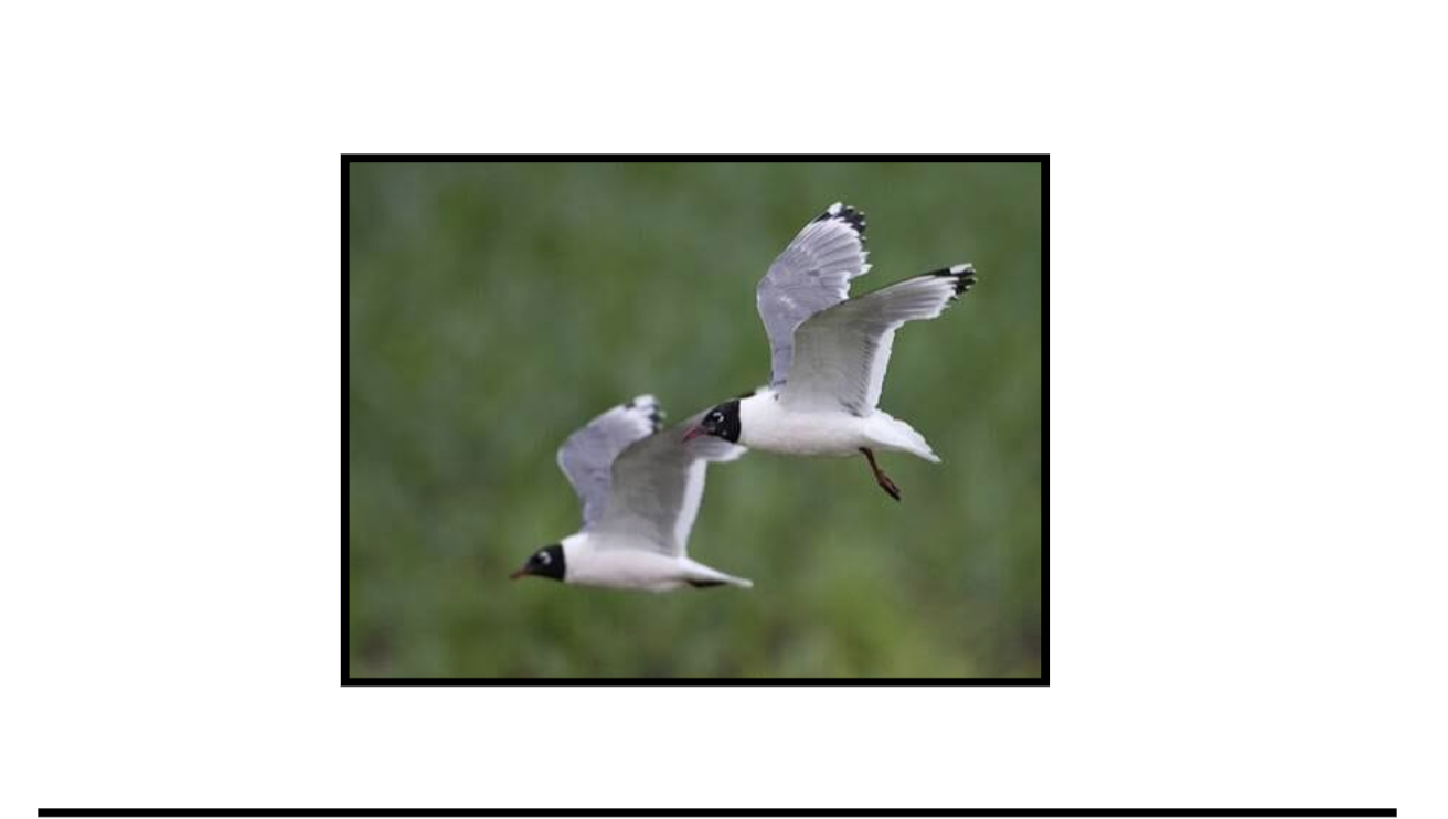 Mindful Birding Walk at High Plains Environmental Center