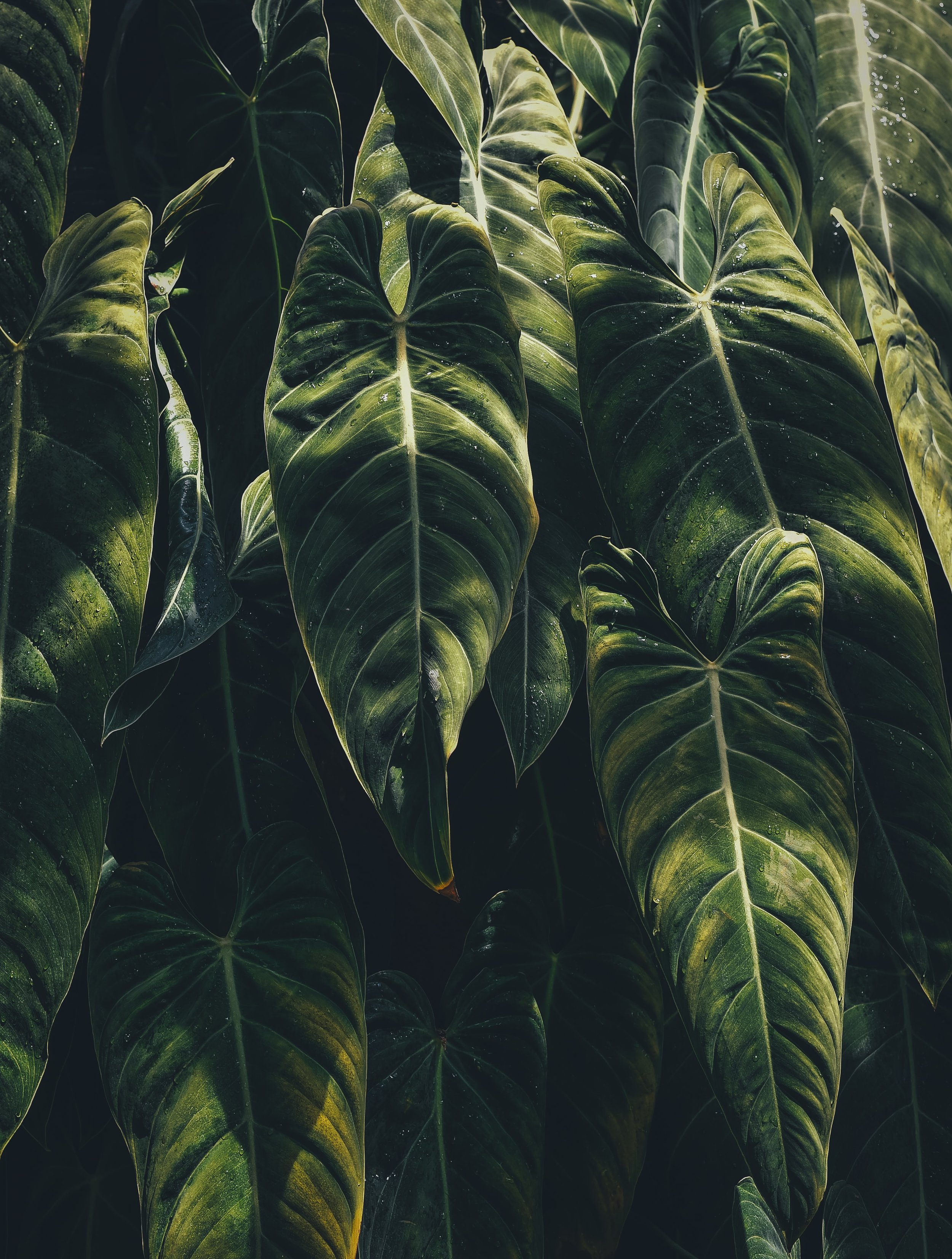 annie-spratt-wMqPJs2x0-A-unsplash.jpeg