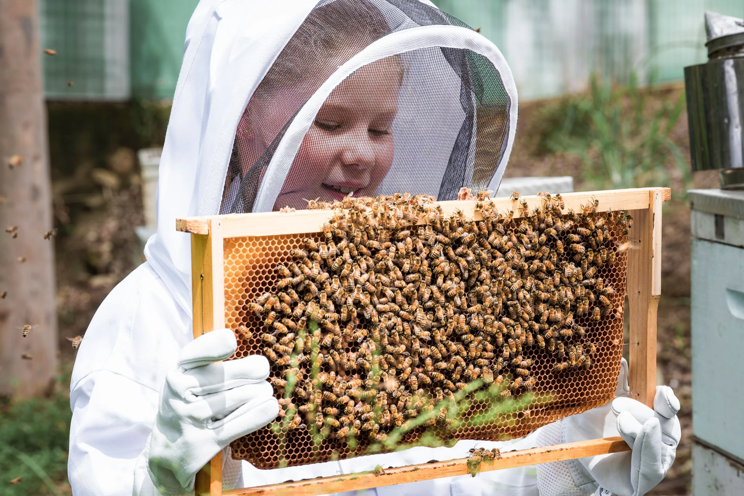 A child dressed in white beekeeping gear holding a frame from a beehive filled with honeybees. Guided hive tours