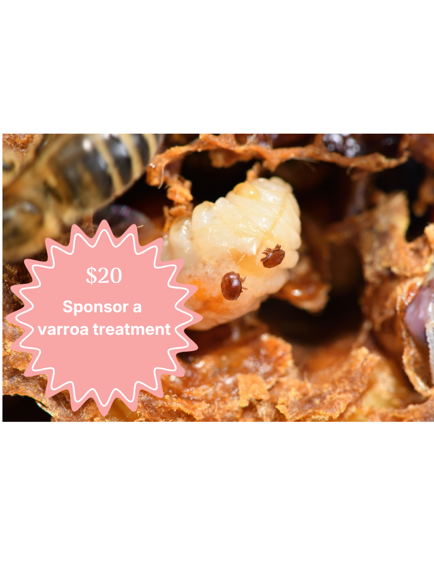 Varroa.png