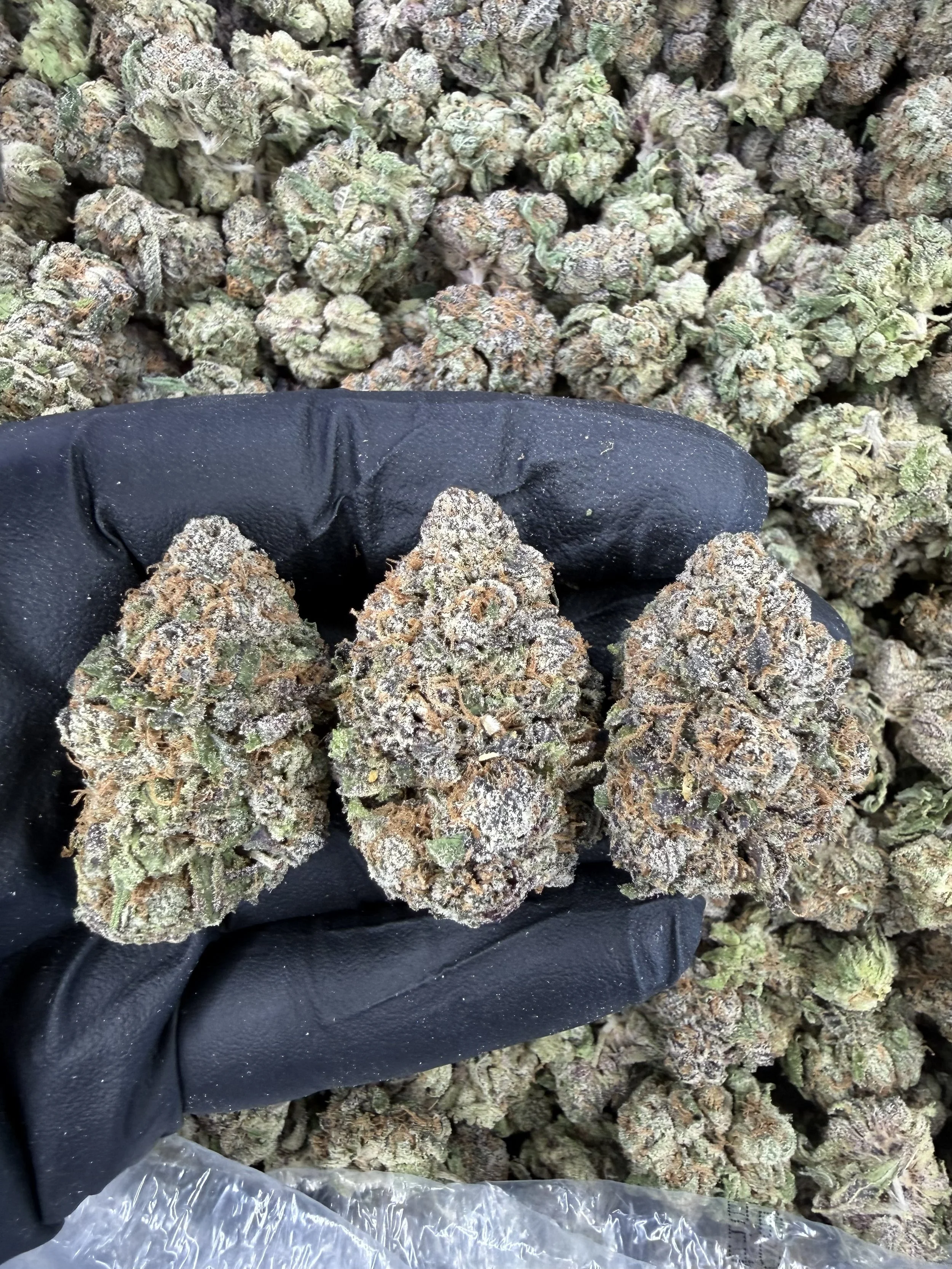 Gelato 900-1.jpg