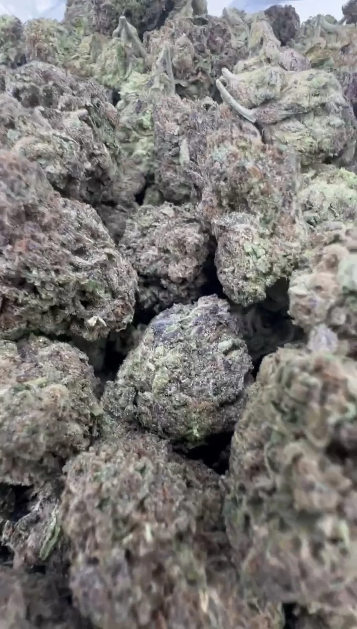 Gelato runts 650-1.jpg